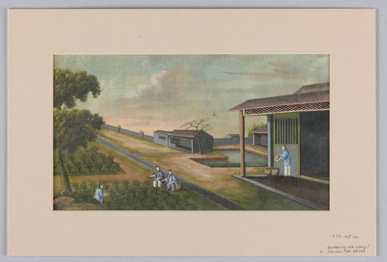 Gathering the Tender Tea Leaves
