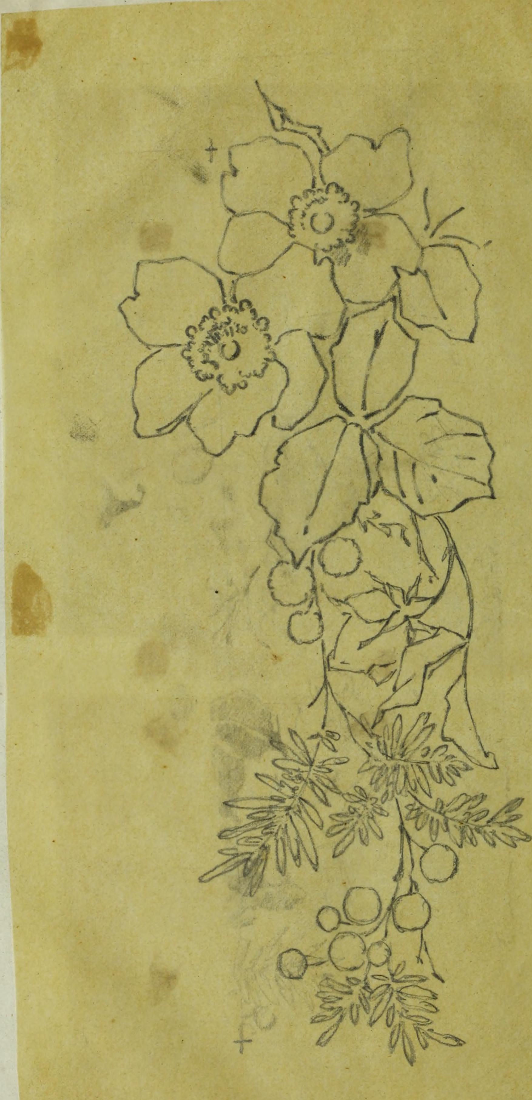 Design tracings (1875) (14799374893)