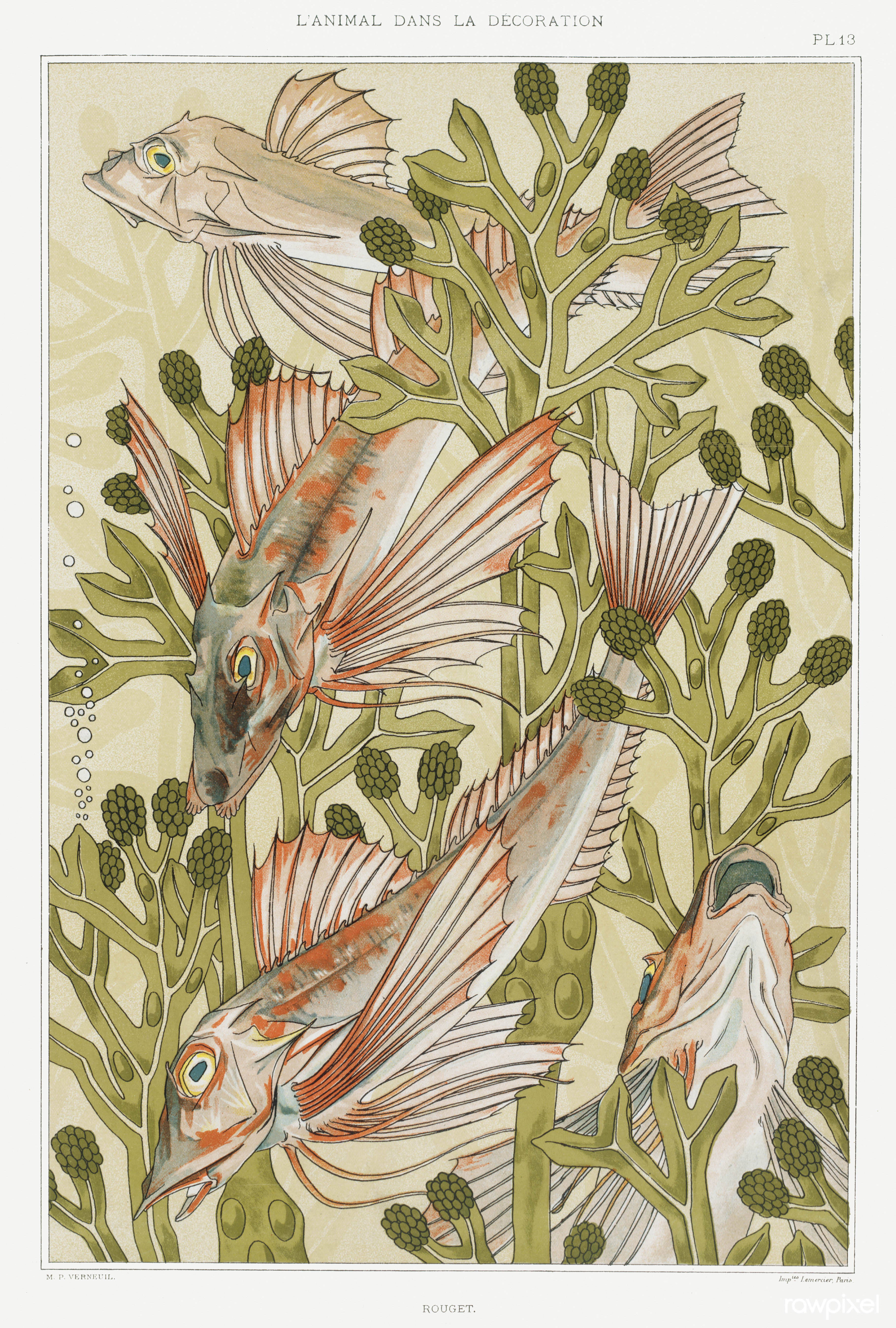 Rouget (Red mullet) from L'animal dans la décoration (1897) by M. P. Verneuil (New York Public Library, digitally enhanced by rawpixel)